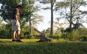 Alligator Feeding at the Alligator Alley in Summerdale, AL