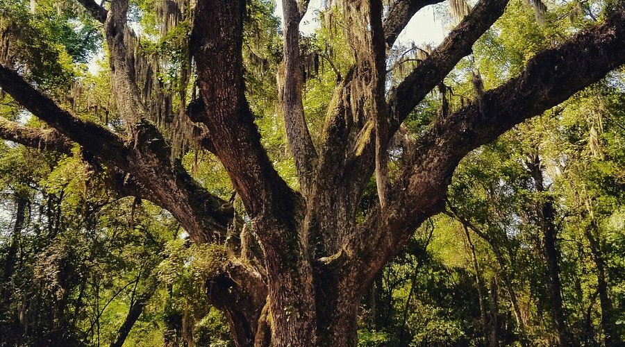 Old Jackson Oak in Park in Daphne, AL